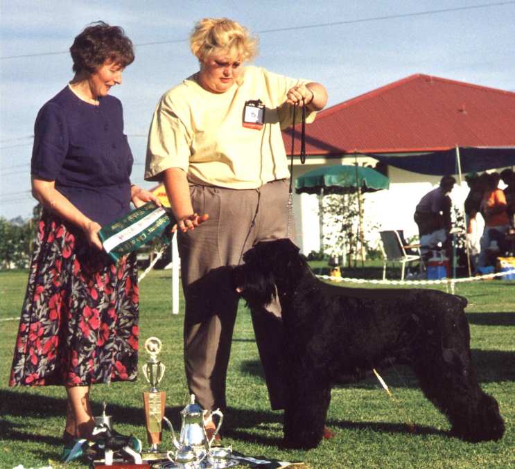 C1new Giant Schnauzer